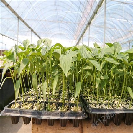 辣椒苗 可大面积种植 尖椒苗 硬度好 基质育苗 可露天种植