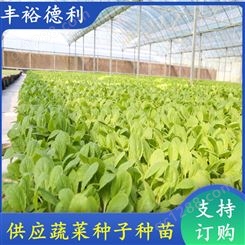 小白菜种苗 耐低温 大田种植蔬菜种子 叶片翠绿 产量高