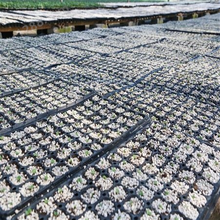 四季丝瓜种子种苗 轻型基质育苗 植株旺盛 产量较高