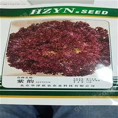 深紫色生菜种子 早秋种植 商品率高 抗褪绿性较好