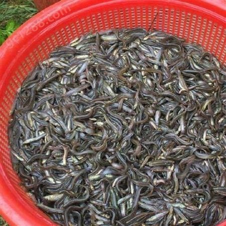 活力泥鳅种苗批发 淡水高密度人工养殖 敦皇水产渔场出售